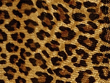 Leopard Stretch Net - Gold/Black