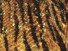 Siberian Tiger Hologram Lycra - Gold/Black
