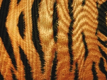 Siberian Tiger Lycra - Gold/Black